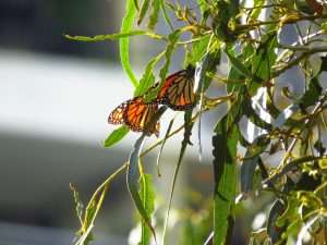 Hummingbirds and Monarchs at Creative Chakra Spa