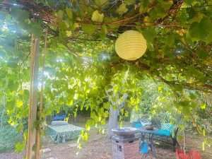 Rainforest Tea Bar
